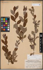 Salix aurita L. x Salix silesiaca Willd.